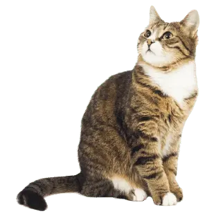 🏆Gato
